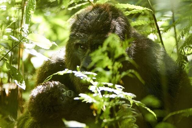 IMAGO Nature: Unsere Erde, Umweltverträgliche Herausforderungen des 21. Jahrhunderts, Regenwald Africa, Uganda, Bwindi Impenetrable Forest, mummy and baby Gorilla in the forest  VEGF00211