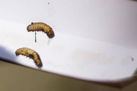 Illustration picture shows some terminated processionary caterpillars (processierups - chenille processionnaire) after a break out on the terrain, on the first day of the Rock Werchter music festival in Werchter, Thursday 27 June 2019. The 45th edition of the festival is taking place from 27 to 30 June.  JASPERxJACOBS 05614219