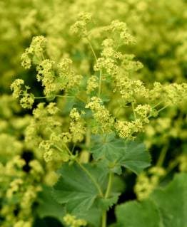 Frauenmantel, Alchemilla, mollis Alchemilla, mollis, Plant.herb, blossom *** Ladys mantle, Alchemilla, mollis Alchemilla, mollis, Plant herb, blossom