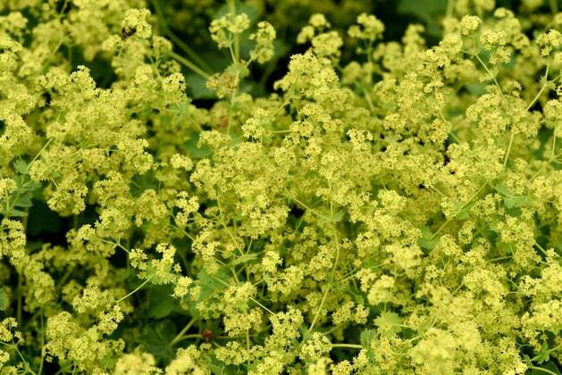 Frauenmantel, Alchemilla, mollis Alchemilla, mollis, Plant.herb, blossom *** Ladys mantle, Alchemilla, mollis Alchemilla, mollis, Plant herb, blossom