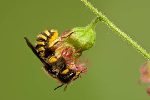 Wollbiene, Grosse Wollbiene, Garten-Wollbiene, Gartenwollbiene (Anthidium manicatum, Anthidium maculatum), an Tellima grandiflora, Niederlande, Nordholland Wool carder bee (Anthidium manicatum, Anthidium maculatum), at Tellima grandiflora, Netherlands, Northern Netherlands BLWS536345 Copyright: xblickwinkel AGAMI W.xLeursx