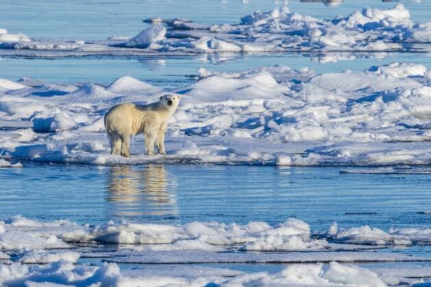 IMAGO Nature: Unsere Erde, Klimawandel, Arktische und Antarktische Eisschmelze Eisbaer (Ursus maritimus), auf Treibeis, Groenland polar bear (Ursus maritimus), on drifting ice, Greenland BLWS536750 Copyright: xblickwinkel AGAMI V.xLegrandx