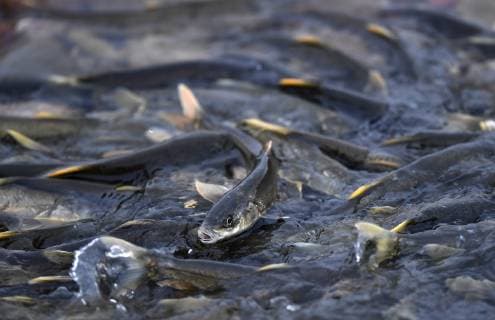 IMAGO Creative, Unsere Erde, Umweltverträgliche Herausforderungen des 21. Jahrhunderts, Überfischung (190707) -- GANGCHA, July 7, 2019 -- Naked carp swim upstream in Shaliu River, Gangca County of northwest China s Qinghai Province, July 6, 2019. The species of carp, known in China as huangyu, is endemic to the Qinghai Lake, China s largest inland saltwater lake located on the plateau. From late May to mid-August every year, the carp swim upstream to freshwater rivers to spawn, with the migration peaking in late June. The fish was listed on the China Species Red List in 2004 due to overfishing and habitat loss. Thanks to the increased efforts of volunteers and intensified law enforcement, the stock of the carp in the lake has largely climbed in recent years. ) CHINA-QINGHAI-NAKED CARP-MIGRATION-SPAWNING (CN) ZhangxHongxiang 