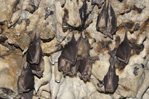 Greater Horseshoe Bats (Rhinolophus ferrumequinum) roosting, Piatra Craiului National Park, Transylvania, Southern Carpathian Mountains, Romania, October 2008  1230462 WildxWondersxofxEuropexDörr