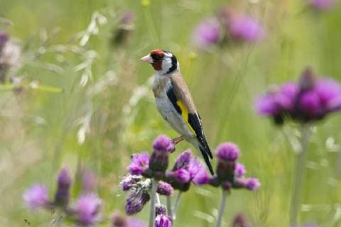 Goldfinch (Carduelis carduelis) on flowering thistle (Cirsium rivulare) Poloniny National Park, East Slowakia, Europe, June 2008  1242017 WildxWondersxofxEuropexWothe