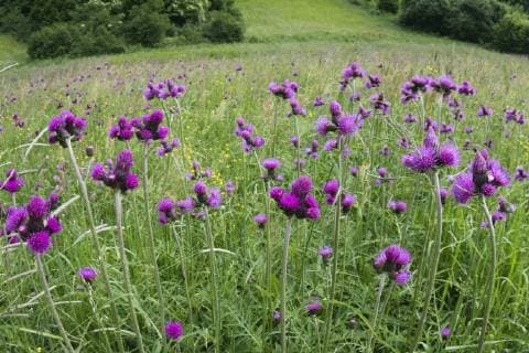 Thistles (Cirsium rivulare) flowering in a meadow, Poloniny National Park, East Slovakia, Europe, June 2008  1242020 WildxWondersxofxEuropexWothe