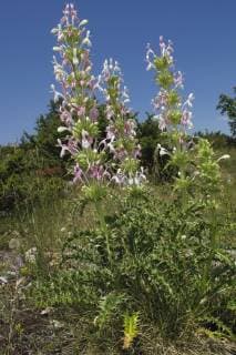 Acanthus (Acanthus sp) flowering in a mountain pasture above Stenje village, Galicica National Park, Macedonia, June 2009  1269212 WildxWondersxofxEuropexMaitland