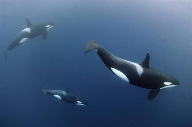 Three Killer whales Orcas (Orcinus orca) underwater, Kristiansund, Nordmøre, Norway, February 2009. WWE INDOOR EXHIBITION  1281286 NilsxAukan