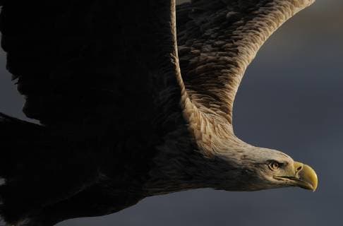 Animal,Animals,Wildlife,Vertebrate,Vertebrates,Chordate,Chordates,Bird,Birds,Accipitridae,Sea eagle,Sea eagles,Eagle,Eagles,Bird of prey,Birds of prey,Raptor,Raptors,Haliaeetus albicilla,White tailed sea eagle,White tailed eagle,Flying,Determination,Determined,Resolute,Resolve,Willpower,Focus,On The Go,On The Move,Strength,Power,Powerful,Strong,Dark,Darkness,Solemn,Stern,Europe,Northern Europe,North Europe,Nordic Countries,Scandinavia,Skandinavia,Norway,Copy Spaces,Profile,Profile View,Close Up,Closeups,Side View,Side On View,Side Point Of View,View From Side,Wings,Nature,Natural,Natural World,Ferocious,Close-up,Close-ups,1,Copyspace,Flight,Wingspan,Airborne,Close ups,Closeup,Moving,Sideview,European,Intent,In Flight,Vicious,Flatanger,Focused,Wing span,Seriously,Intention,RF,Royalty free,RFCAT1,RF16Q4,Animals,Vertebrates,Chordates,Sea eag  1281335 WildxWondersxofxEuropexWidstrand