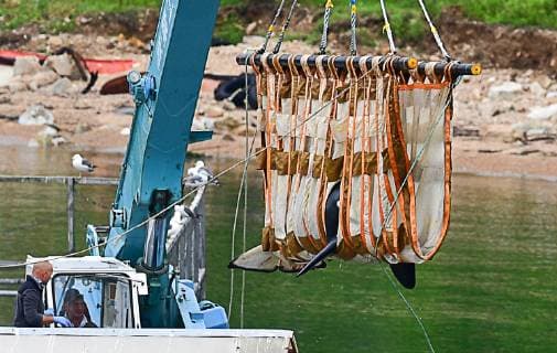 VLADIVOSTOK, RUSSIA - JULY 11, 2019: Preparing an orca to be transported to the release site in the Sakhalin Gulf. Experts of the Russian Research Institute of Fisheries and Oceanography (VNIRO) begin an operation to release the marine mammals that had been kept at the so-called whale prison , from a rehabilitation centre in the Srednyaya Bay. A marine containment facility branded a whale prison was discovered in the Srednyaya Bay in Primorye Territory in 2018; 90 belugas and 11 orcas were captured in the whale prison to be sold to Chinese amusement parks; later, three beluga whales and one orca disappeared. Russian police and prosecutors are carrying out a criminal investigation. Dmitry Yefremov TASS  TS0B2AC9