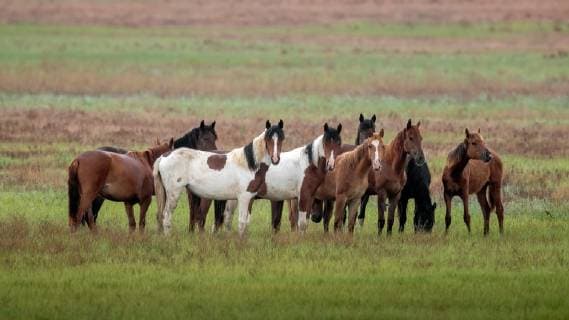 Kazakh, Kazakh-Pferd, Kazakhpferd (Equus przewalskii f. caballus), Herde von Kazakh-Pferden in der kasachischen Steppe, Kasachstan Kazakh Horse (Equus przewalskii f. caballus), Herd of Kazakh Horse in Kazakh steppe, Kazakhstan BLWS536528 Copyright: xblickwinkel AGAMI V.xLegrandx