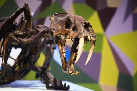 Saltillo, Mexico July 9, 2019 - Illustrative picture at the Desert Museum in Coahuila state northern Mexico - Smilodon fatalis skeleton MUSEE DU DESERT, SALTILLO, MEXIQUE, AMERIQUE LATINE, CULTURE MEXICAINE, ILLUSTRATION, ILLUSTRATIF, CLIMAT DESERTIQUE, ARIDE, CHALEUR, CHAUD, ARIDITE, SECHERESSE, COAHUILA, MUSEO DEL DESIERTO, DESERT MUSEUM, DESERT MEXICAIN, CLIMAT DESERTIQUE, EXPOSITION, ECOSYSTEMES, TIGRE, SQUELETTE, DENTS, PREDATEUR Copyright: xVincentxIsorex
