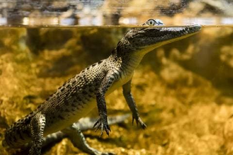 Saltillo, Mexico July 9, 2019 - Illustrative picture at the Desert Museum in Coahuila state northern Mexico - Baby Crocodile showing his eyes out of the water MUSEE DU DESERT, SALTILLO, MEXIQUE, AMERIQUE LATINE, CULTURE MEXICAINE, ILLUSTRATION, ILLUSTRATIF, CLIMAT DESERTIQUE, ARIDE, CHALEUR, CHAUD, ARIDITE, SECHERESSE, COAHUILA, MUSEO DEL DESIERTO, DESERT MUSEUM, DESERT MEXICAIN, CLIMAT DESERTIQUE, EXPOSITION, ECOSYSTEMES, SURVEILLANCE, YEUX, INSOLITE, DROLE, GUET, SURVEILLER, INSPECTION, AGUET, OBSERVATION, VIGILANCE, VIGILANT, CROCODILE, ESPIONNAGE, RAGOT, COMMERAGE, ESPION, Copyright: xVincentxIsorex