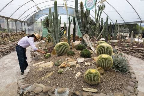 Saltillo, Mexico July 9, 2019 - Illustrative picture at the Desert Museum in Coahuila state northern Mexico - Cactus area MUSEE DU DESERT, SALTILLO, MEXIQUE, AMERIQUE LATINE, CULTURE MEXICAINE, ILLUSTRATION, ILLUSTRATIF, CLIMAT DESERTIQUE, ARIDE, CHALEUR, CHAUD, ARIDITE, SECHERESSE, COAHUILA, MUSEO DEL DESIERTO, DESERT MUSEUM, DESERT MEXICAIN, CLIMAT DESERTIQUE, EXPOSITION, ECOSYSTEMES, CACTUS, PLANTES Copyright: xVincentxIsorex