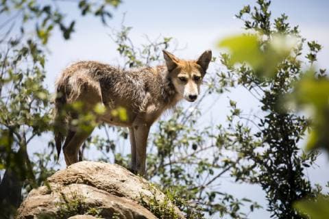 Saltillo, Mexico July 9, 2019 - Illustrative picture at the Desert Museum in Coahuila state northern Mexico - Wolf MUSEE DU DESERT, SALTILLO, MEXIQUE, AMERIQUE LATINE, CULTURE MEXICAINE, ILLUSTRATION, ILLUSTRATIF, CLIMAT DESERTIQUE, ARIDE, CHALEUR, CHAUD, ARIDITE, SECHERESSE, COAHUILA, MUSEO DEL DESIERTO, DESERT MUSEUM, DESERT MEXICAIN, CLIMAT DESERTIQUE, EXPOSITION, ECOSYSTEMES, LOUPS, LOUP, PREDATEURS Copyright: xVincentxIsorex