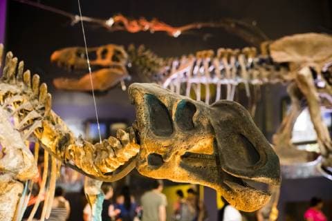 Saltillo, Mexico July 9, 2019 - Illustrative picture at the Desert Museum in Coahuila state northern Mexico - Dinosaure skeletons MUSEE DU DESERT, SALTILLO, MEXIQUE, AMERIQUE LATINE, CULTURE MEXICAINE, ILLUSTRATION, ILLUSTRATIF, CLIMAT DESERTIQUE, ARIDE, CHALEUR, CHAUD, ARIDITE, SECHERESSE, COAHUILA, MUSEO DEL DESIERTO, DESERT MUSEUM, DESERT MEXICAIN, CLIMAT DESERTIQUE, EXPOSITION, ECOSYSTEMES, T REX, DINOSAURES, SQUELETTES, OS, TYRANNOSAURE Copyright: xVincentxIsorex