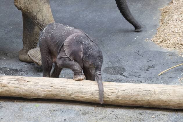 Entertainment Bilder des Tages Elefantenbaby in Wien Wien, Tiergarten Schönbrunn, 18. 07. 2019 Das 5 Tage alte Elefantenbaby ( Girl) mach die ersten Erfahrungen, das Baby hat noch keine Namen, die Mutter ist die 27 Jahre alte Numbi Elefanten Baby , Elefantenbaby *** Elephant baby in Vienna Vienna, Tiergarten Schönbrunn, 18 07 2019 The 5-day-old elephant baby Girl is having her first experiences, the baby has no names yet, the mother is the 27-year-old Numbi Elephant Baby, Elephant baby
