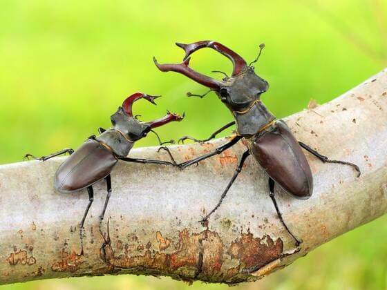 Hirschkaefer, Hirsch-Kaefer, Hornschroeter, Feuerschroeter, Donnergugi (Lucanus cervus), zwei kaempfende Maennchen auf einem Ast, Deutschland, Sachsen stag beetle, European stag beetle (Lucanus cervus), two fighting males on a branch, Germany, Saxony BLWS537836 Copyright: xblickwinkel S.xMeyersx