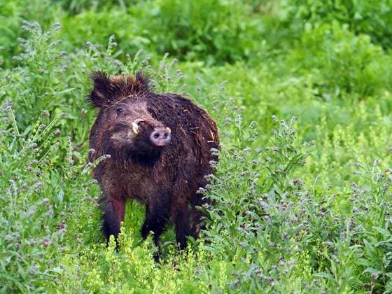 IMAGO Creative, Biodynamische Landwirtschaft Wildschwein, Wild-Schwein, Schwarzwild (Sus scrofa), alter Keiler auf einem Wildacker im Sommer, Deutschland, Baden-Wuerttemberg wild boar, pig, wild boar (Sus scrofa), old tusker on a wild field in summer, Germany, Baden-Wuerttemberg BLWS537864 Copyright: xblickwinkel S.xMeyersx