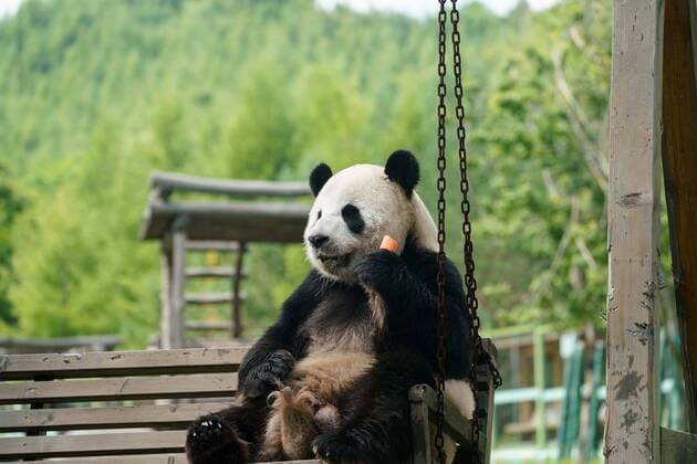 Entertainment Bilder des Tages (190718) -- SHANGZHI, July 18, 2019 -- Giant panda Youyou eats at Giant Panda House in the ski resort of Yabuli in northeast China s Heilongjiang Province, July 18, 2019. Giant pandas Sijia and Youyou came from Sichuan Province to Yabuli in July 2016, and now they have adapted well to the local climate. ) CHINA-HEILONGJIANG-GIANT PANDAS (CN) WangxSong 