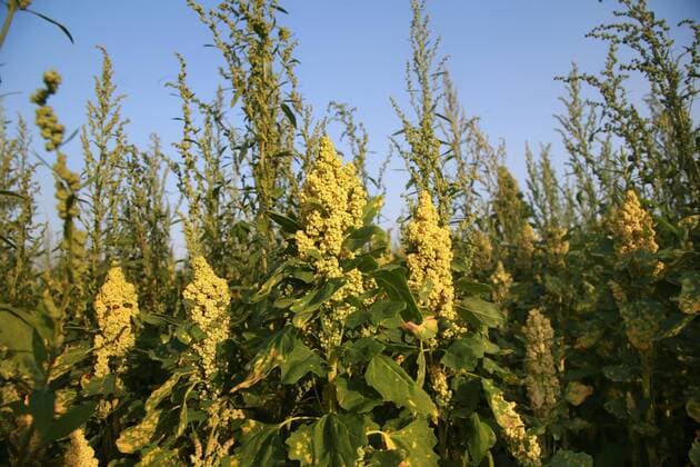 IMAGO Nature: Unsere Erde, Klimawandel, Ernährung, Pflanzen der Zukunft, Quinoa 17.07.. 2019 Havixbeck Ein Bauer im Münsterland baut auf einem Feld Quinoa an. Die auch als Andenkorn bekannte Pflanze stammt aus Südamerika. *** 17 07 2019 Havixbeck A farmer in Münsterland grows quinoa on a field The plant, also known as Andes grain, comes from South America