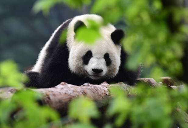 (190723) -- CHANGCHUN, July 23, 2019 -- Giant panda Chu Xin rests on a tree trunk at the panda hall of Siberian Tiger Park in Changchun, northeast China s Jilin Province, July 23, 2019. To give giant pandas a comfortable summer, zoo authorities have adjusted their diets and built an additional resting place and pond, which help them fend off the summer heatwave. ) CHINA-CHANGCHUN-SUMMER-GIANT PANDA (CN) LinxHong 