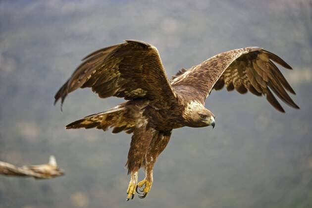 Golden Eagle Aquila chrysaetos , Departure from a tree, Castilla y Leon, Spain, Europe Copyright: imageBROKER/W.xWisniewski ibxwiw04926719.jpg