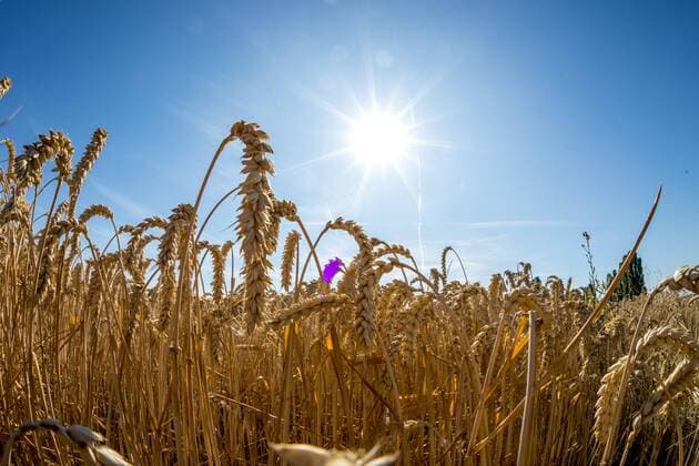 Heatwave and drought in Germany 24 07 2019, Oberursel Hessen The sun shines over a wheat field The current heatwave in Germany has predicted maximum temperatures of 40°C , Oberursel Deutschland