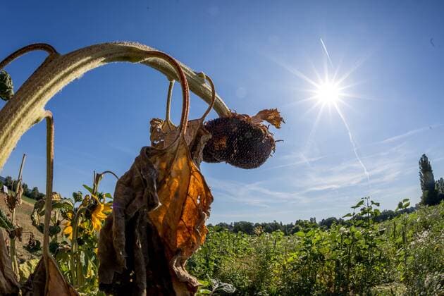 Heatwave and drought in Germany 24 07 2019, Oberursel Hessen The sun shines over a dried sunflower The current heatwave in Germany has predicted maximum temperatures of 40°C , Oberursel Deutschland