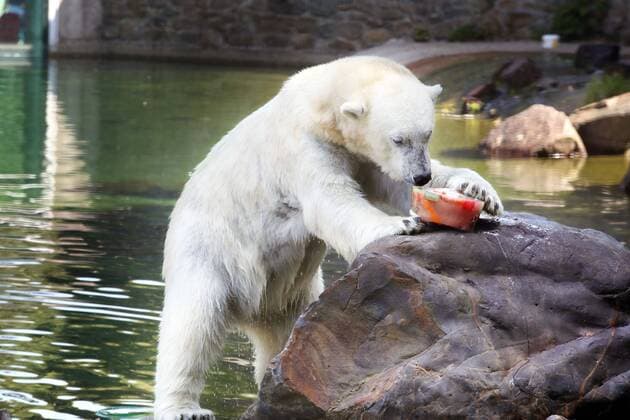 News Themen der Woche KW30 The following text was translated automatically The Netherlands, Rhenen, July 24, 2019 Because the temperatures rise to around 40 degrees, the animals in Ouwehands zoo receive ice for cooling. Here a polar bear with meat and fruits in ice. Photo: Stijn Rademaker HH  Copyright: xHollandsexHoogtex xStijnxRademakerx x200379551x