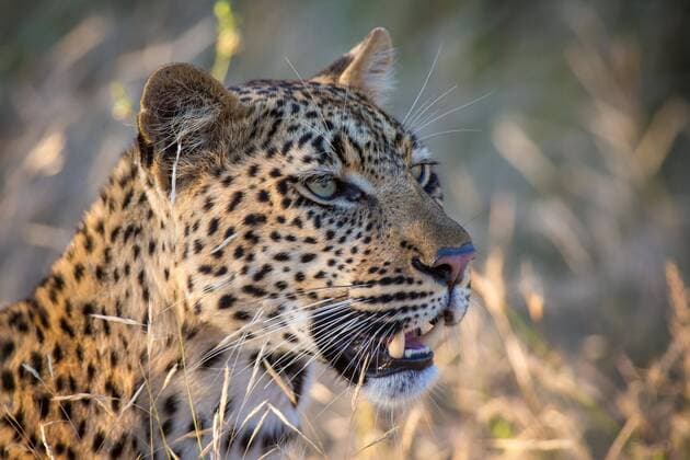 African leopard Panthera pardus looks into the distance, animal portrait, nature reserve Klaserie, South Africa Copyright: imageBROKER/MarcxRasmus ibxmra04904211.jpg