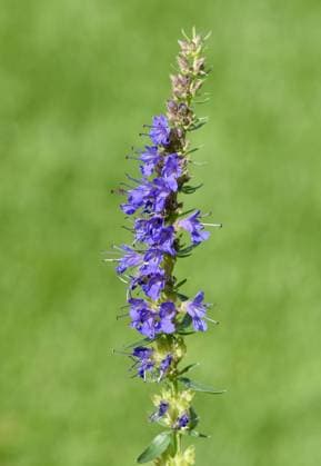 Ysop, Hyssopus officinalis, Kraeuter, Heilpflanze Ysop, Hyssopus officinalis, medicinal plant *** Ysop, Hyssopus officinalis, herbs, medicinal plant Ysop, Hyssopus officinalis, medicinal plant