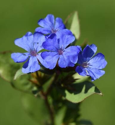 Bleiwurz, Cerastostigma, Wiimottiana, Heilpflanze Leadwort, Cerastostigma, Wiimottiana, medicinal plant *** Lead Root, Cerastostigma, Wiimottiana, medicinal plant leadword, Cerastostigma, Wiimottiana, medicinal plant