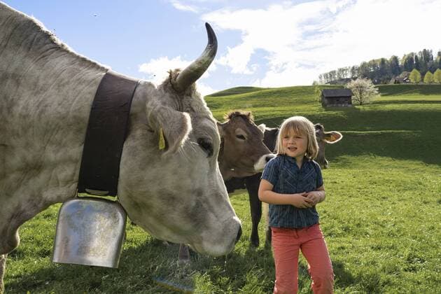 Girl with cows on pasture model released Symbolfoto property released  FBAF00825