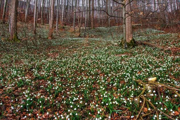 Maerzenbecher, Maerzbecher, Fruehlings-Knotenblume, Fruehlingsknotenblume, Schneerose, Maerzgloeckchen (Leucojum vernum), bluehend im Wald, Deutschland, Baden-Wuerttemberg spring snowflake (Leucojum vernum), blooming in a wood, Germany, Baden-Wuerttemberg BLWS539884 Copyright: xblickwinkel McPHOTO R.xMuellerx