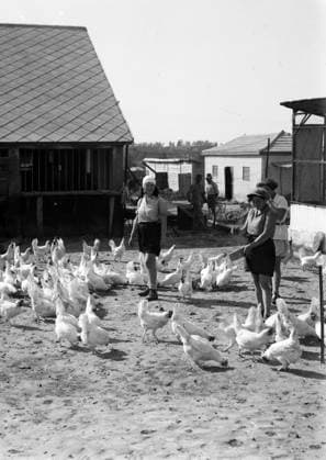 Zionist colonies on Sharon. Borochov, Girls farm, feeding poultry Zionist colonies on Sharon. Borochov, Girls farm, feeding poultry Copyright: xPhoto12 AnnxRonanxPicturexLibraryx ARP18A15227