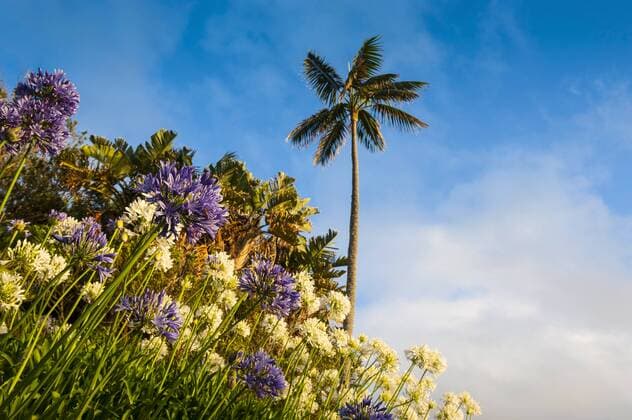 Blooming flowers on Lord Howe Island, New South Wales, Australia  RUNF02182