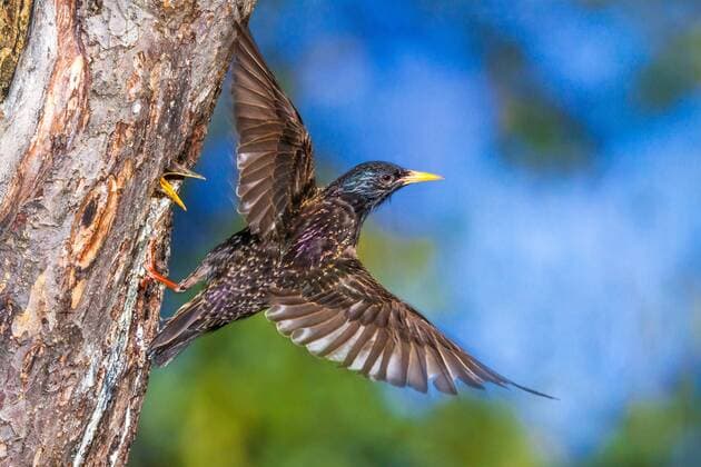 Star (Sturnus vulgaris), fliegt von einer Bruthoehle mit bettelndem Jungvogel ab, Deutschland, Baden-Wuerttemberg common starling (Sturnus vulgaris), starting from a breeding hole with begging young bird, Germany, Baden-Wuerttemberg BLWS540219 Copyright: xblickwinkel McPHOTO R.xMuellerx