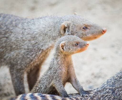 Young zebra mongoose in Dresden Zoo