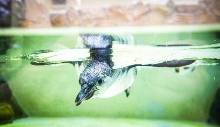 New penguin at Dresden Zoo