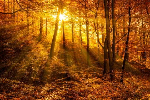IMAGO Creative: Herbst, Lichtimpressionen Morgendunst im Wald, goldenes Licht, Sonne strahlt durchs herbstliche Laub, Harz, Sachsen-Anhalt, Deutschland *** Morning haze in the forest, golden light, sun shines through autumn leaves, Harz, Saxony-Anhalt, Germany