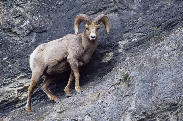 Male bighorn sheep (Ovis canadensis), Banff National Park, Alberta, Canada, North America Copyright: JamesxHager 764-8
