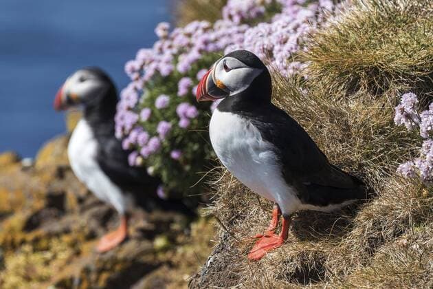 Two puffins Fratercula arctica , standing in the grass, bird rock Latrabjard, Westfjords, Iceland, Europe Copyright: imageBROKER/HarryxLaub ibxhal04973250.jpg