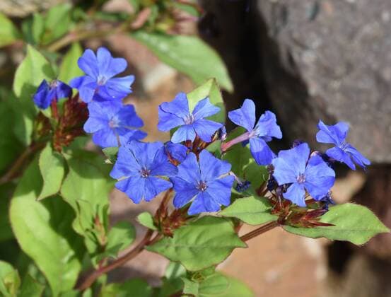 Bleiwurz, Cerastostigma, Wiimottiana ist eine wichtige Heilpflanze und eine Blume mit blauen Blueten. Leadwort, Cerastostigma, Wiimottiana is an important medicinal plant and a flower with blue flowers. Leadwort, Cerastostigma, Wiimottiana, medicinal plant *** Lead Root, Cerastostigma, Wiimottiana is an important medicinal plant and a flower with blue flowers Leadwort, Cerastostigma, Wiimottiana is an important medicinal plant and a flower with blue flowers Leadwort, Cerastostigma, Wiimottiana, medicinal plant, Wiimottiana is a flower with blue flowers Leadwort.