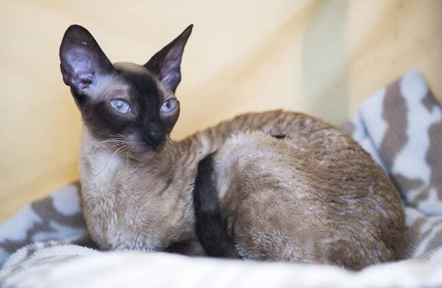 (190825) -- TORONTO, Aug. 25, 2019 -- A pet cat is seen during the Cat Show of the 2019 Canadian National Exhibition in Toronto, Canada, on Aug. 25, 2019. More than 100 pet cats across Ontario were showcased in display and competition on Sunday. (Photo by Xinhua) CANADA-TORONTO-CAT SHOW ZouxZheng 