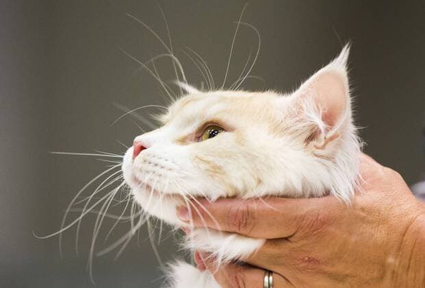 (190825) -- TORONTO, Aug. 25, 2019 -- A pet cat is seen during the Cat Show of the 2019 Canadian National Exhibition in Toronto, Canada, on Aug. 25, 2019. More than 100 pet cats across Ontario were showcased in display and competition on Sunday. (Photo by Xinhua) CANADA-TORONTO-CAT SHOW ZouxZheng 