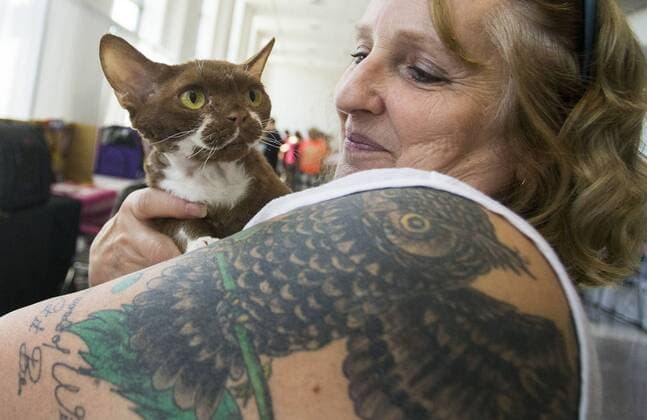 (190825) -- TORONTO, Aug. 25, 2019 -- A pet cat poses for photos with its owner during the Cat Show of the 2019 Canadian National Exhibition in Toronto, Canada, on Aug. 25, 2019. More than 100 pet cats across Ontario were showcased in display and competition on Sunday. (Photo by Xinhua) CANADA-TORONTO-CAT SHOW ZouxZheng 