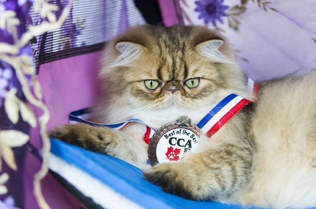 (190825) -- TORONTO, Aug. 25, 2019 -- A pet cat is seen with its medal during the Cat Show of the 2019 Canadian National Exhibition in Toronto, Canada, on Aug. 25, 2019. More than 100 pet cats across Ontario were showcased in display and competition on Sunday. (Photo by Xinhua) CANADA-TORONTO-CAT SHOW ZouxZheng 