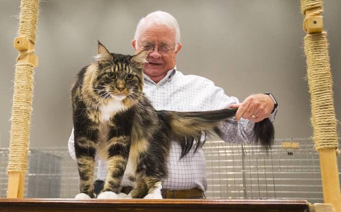 Entertainment Bilder des Tages (190825) -- TORONTO, Aug. 25, 2019 -- A member of the judging committee checks a pet cat during the Cat Show of the 2019 Canadian National Exhibition in Toronto, Canada, on Aug. 25, 2019. More than 100 pet cats across Ontario were showcased in display and competition on Sunday. (Photo by Xinhua) CANADA-TORONTO-CAT SHOW ZouxZheng 