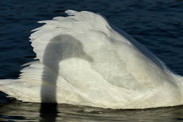 IMAGO Creative: Dichotomien, Reflexionen Hoeckerschwan, Hoecker-Schwan (Cygnus olor), Schattenspiel, Deutschland, NRW mute swan (Cygnus olor), shadow play, Germany, North Rhine-Westphalia BLWS542733 Copyright: xblickwinkel A.xvonxDuerenx